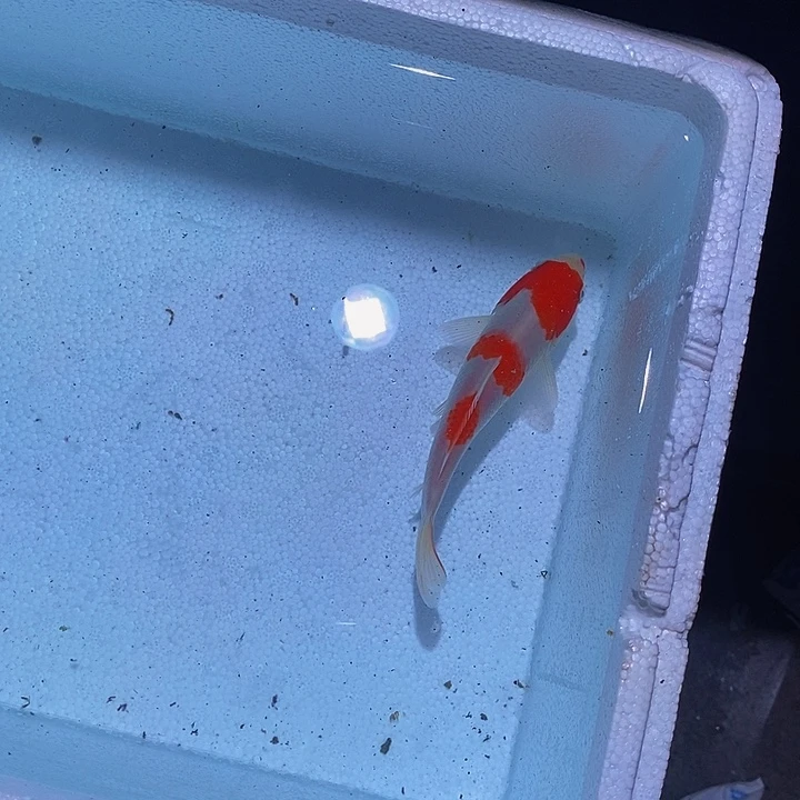 锦鲤锦鲤活鱼开箱包活