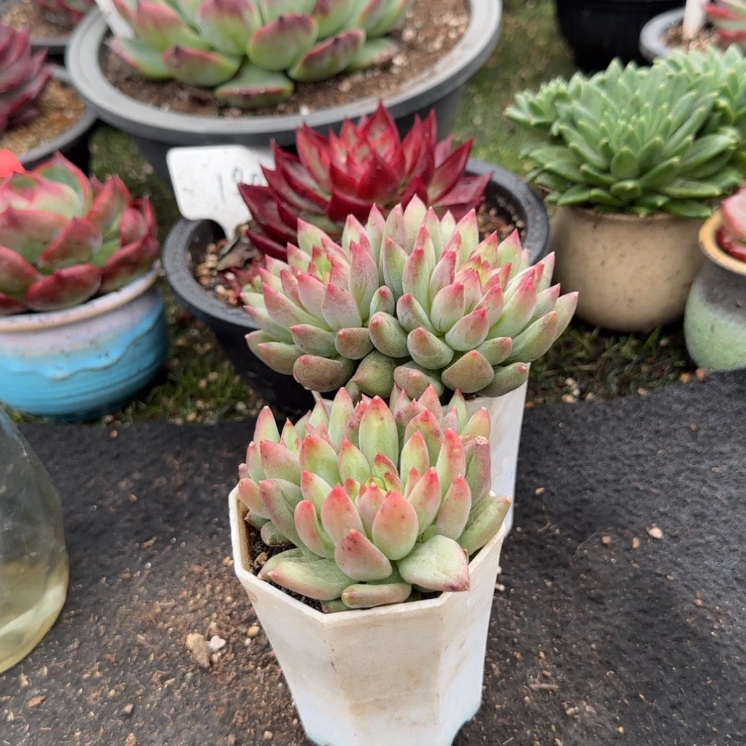 燕子2个惊鸿一物一拍包装收缩花旱