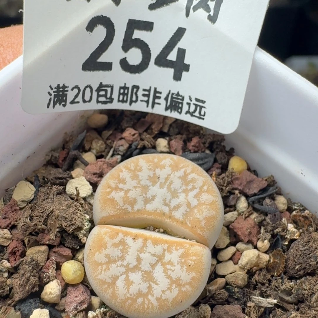 拿铁带盆土。