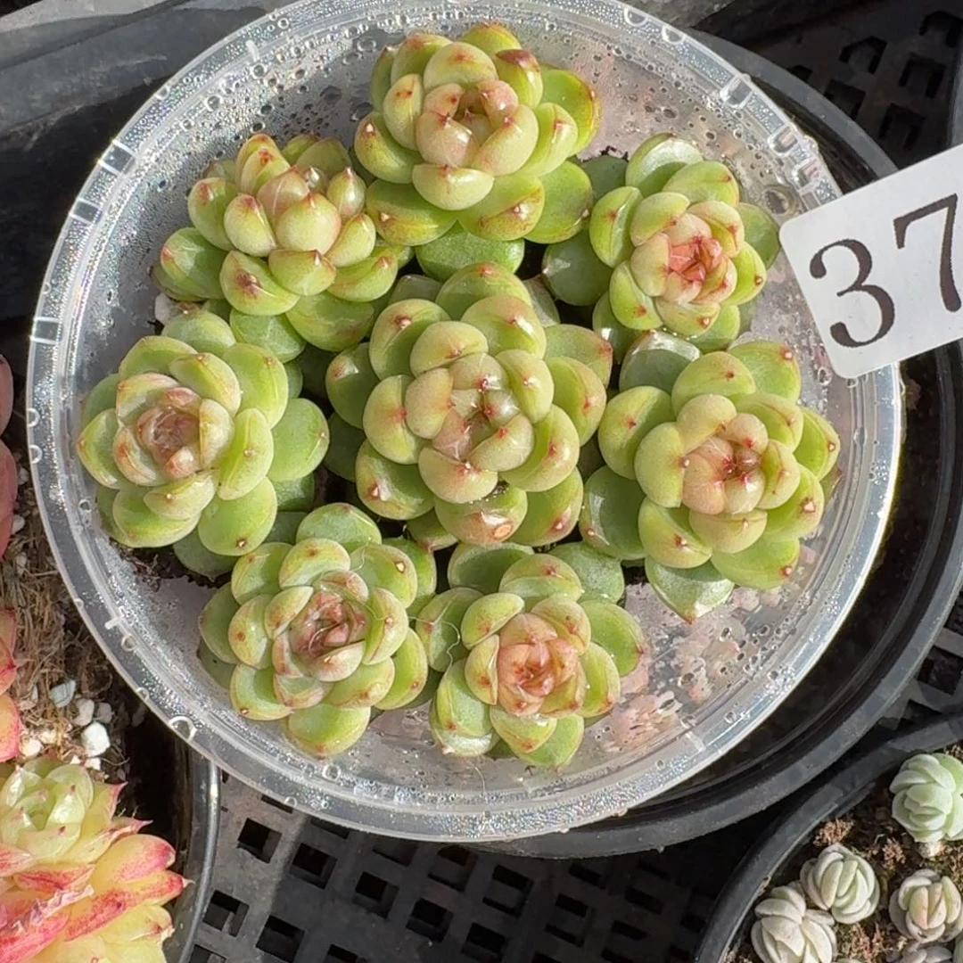 爱***饼多肉植物多肉植物376