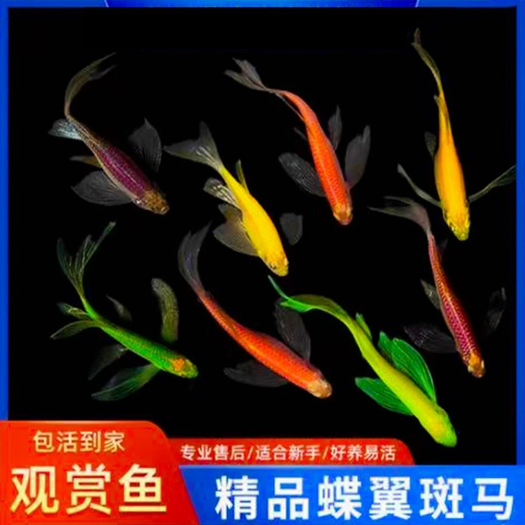 懒人养鱼好养蝶翼斑马不打氧不过滤 新手闯缸鱼小鱼观赏鱼小型