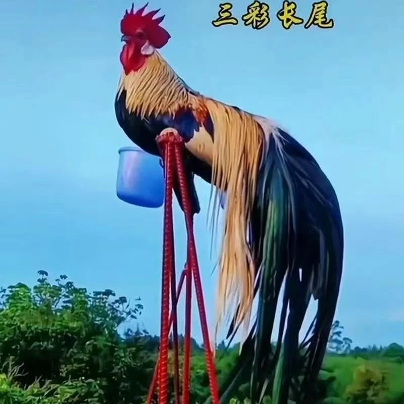 脱温半斤左右宠物鸡活体观赏鸡长尾鸡公母可选