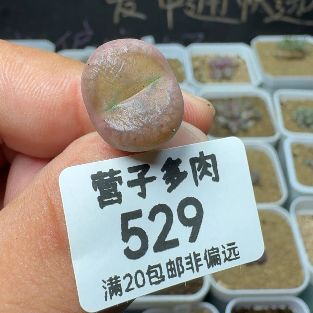 毛杂