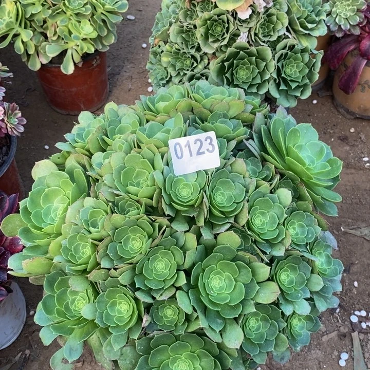 123万圣节大秀球朵朵多肉