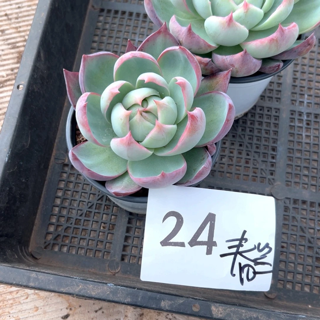 春****包24-；啊感谢个徐徐好吃