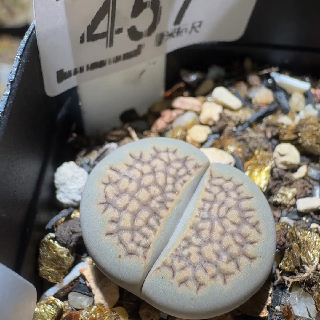 Ssss精品生石花457