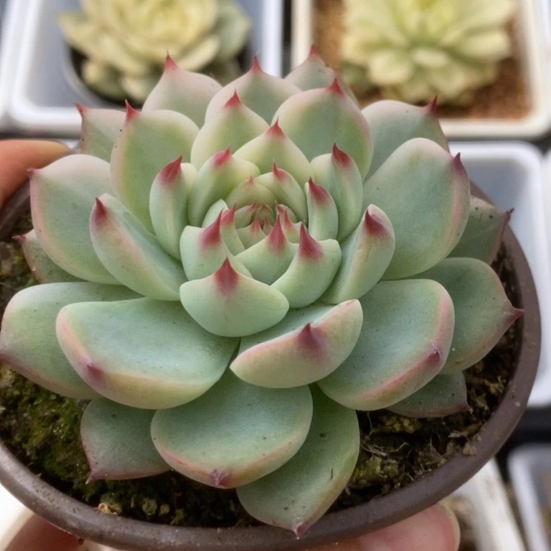 355锦锦锦锦锦锦锦锦