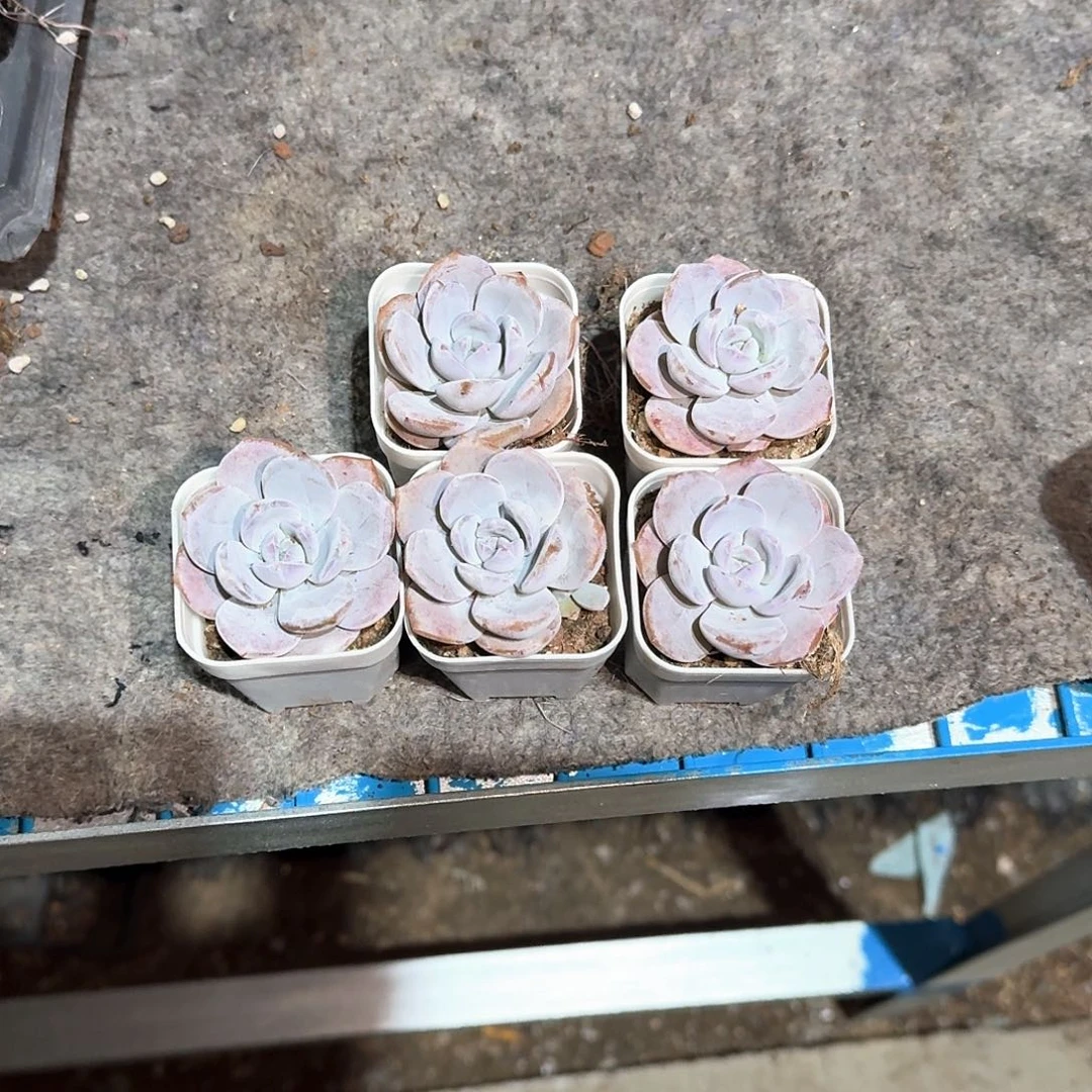芳芳一物一拍专拍