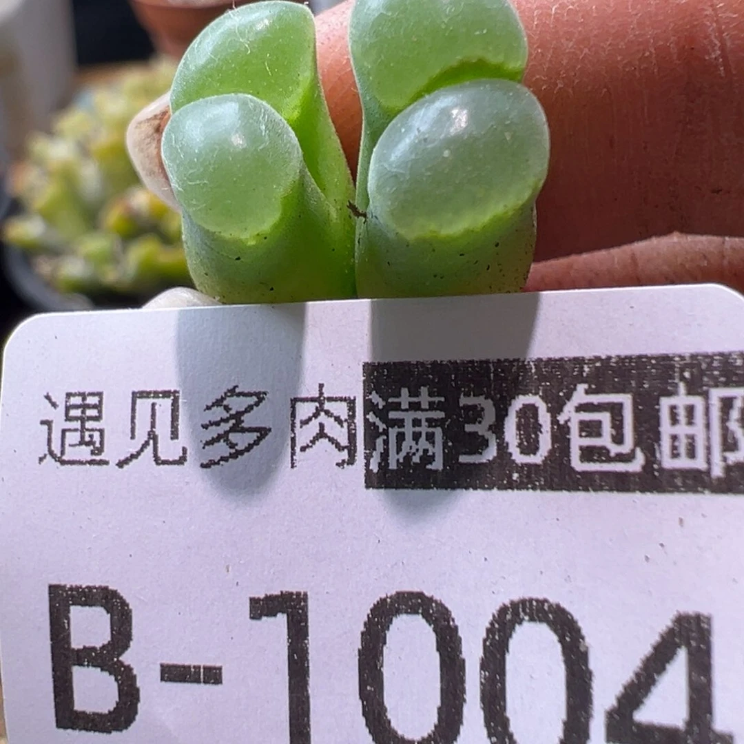 多肉植物11111111111111111