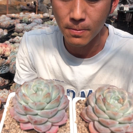 精控单头冰玉两颗9.9