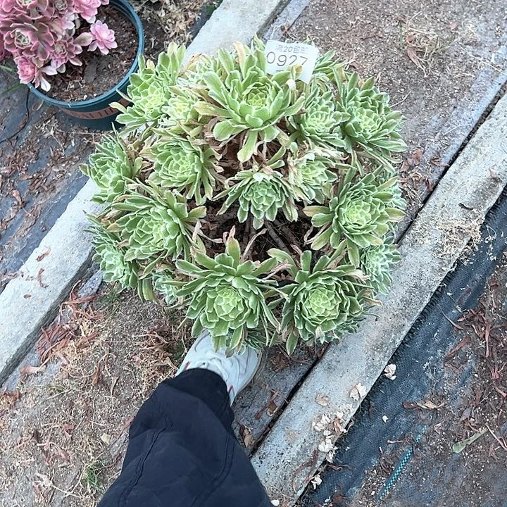 0927碧浪多肉植物