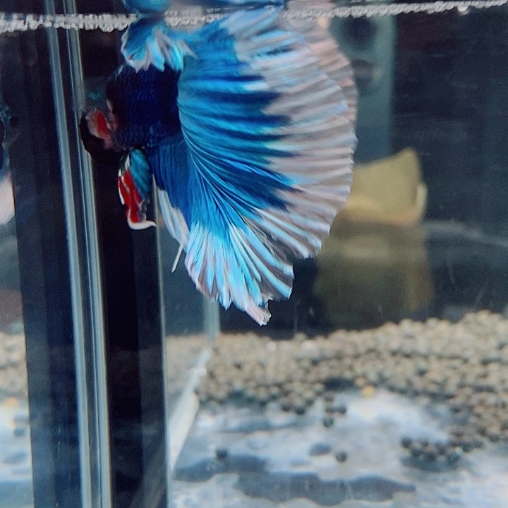 斗鱼黑154号巨斗半月