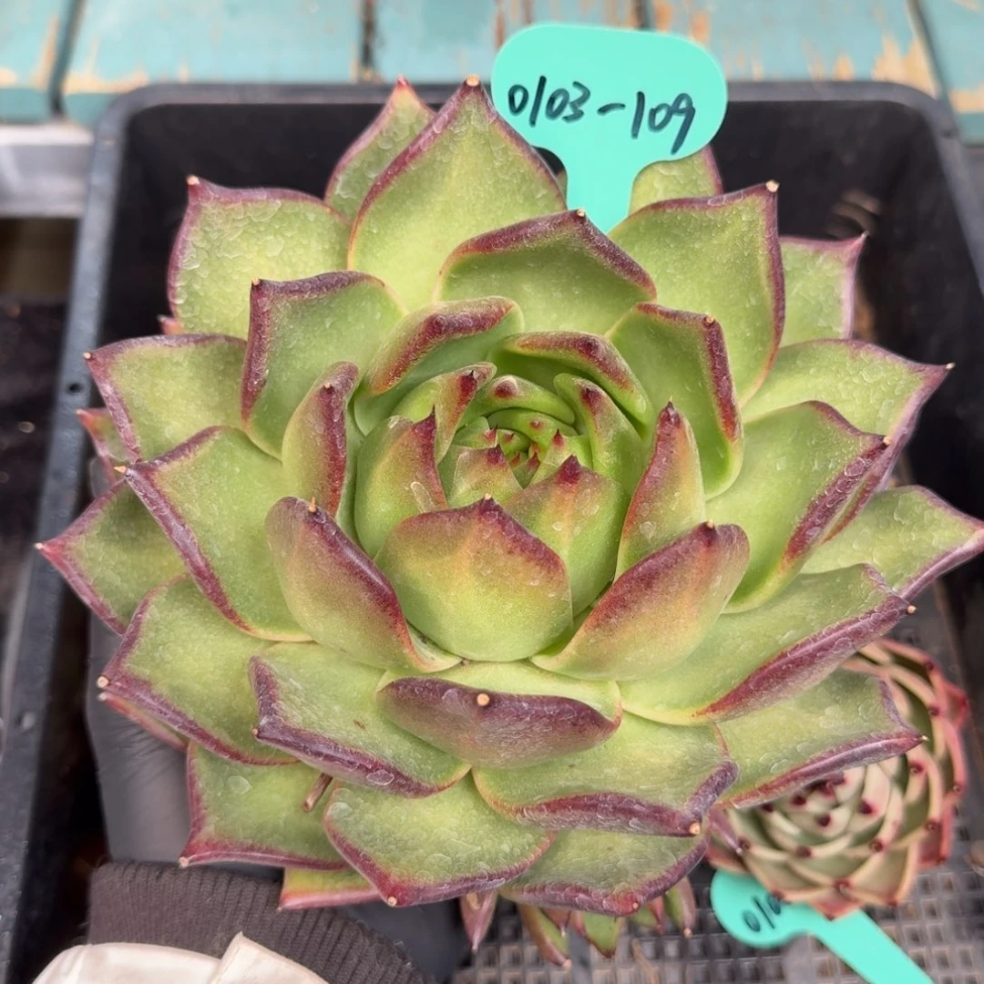 馬***墚从前慢多肉精选编号0103.109