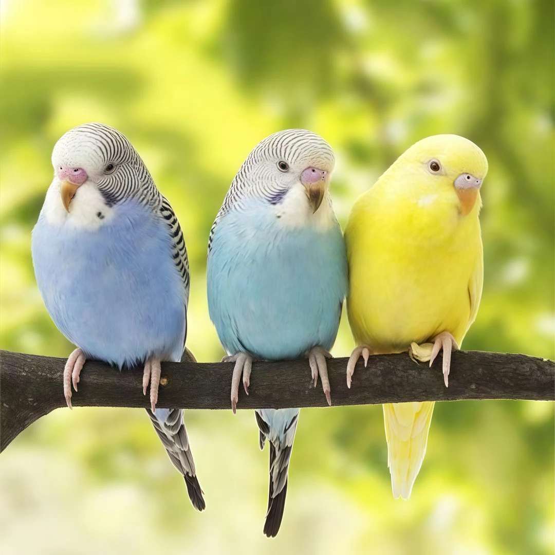 鸟笼 2只鹦鹉亲人粘人