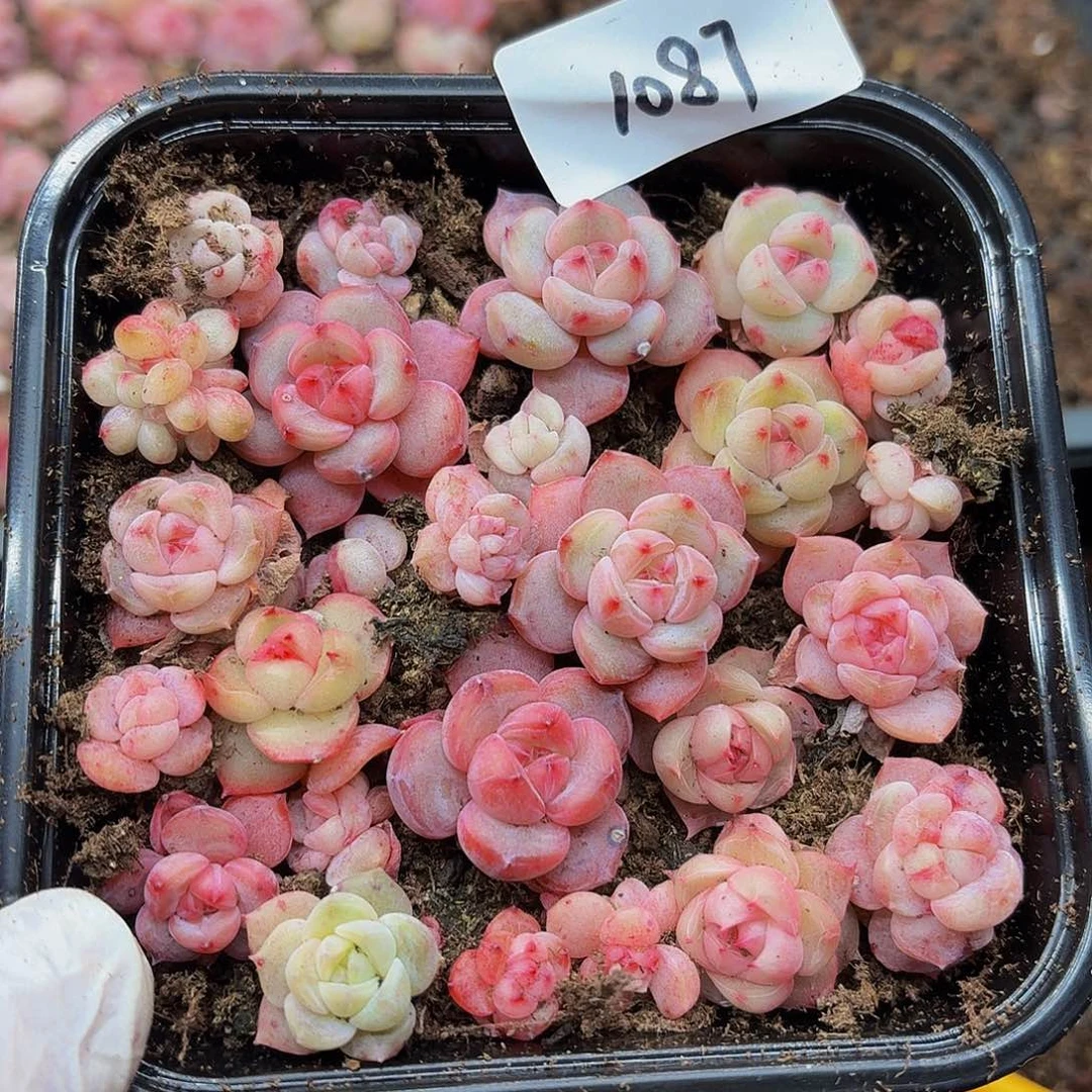 多肉植物多肉植物1087