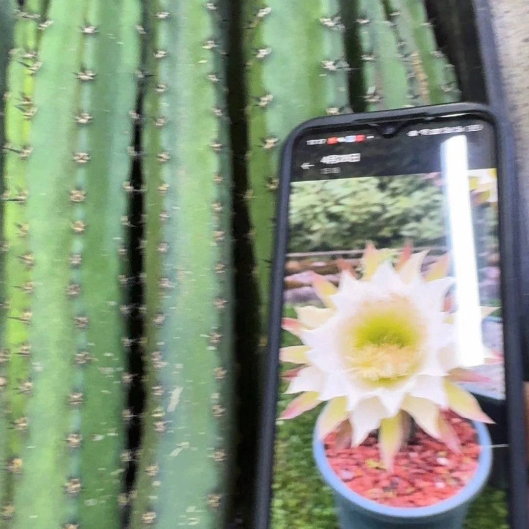 黑刺秀普歪25公分左右无根侧牙，20包邮