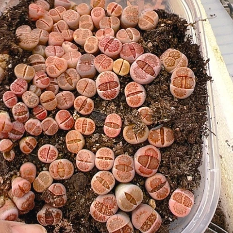 【闪购商品】红***24661