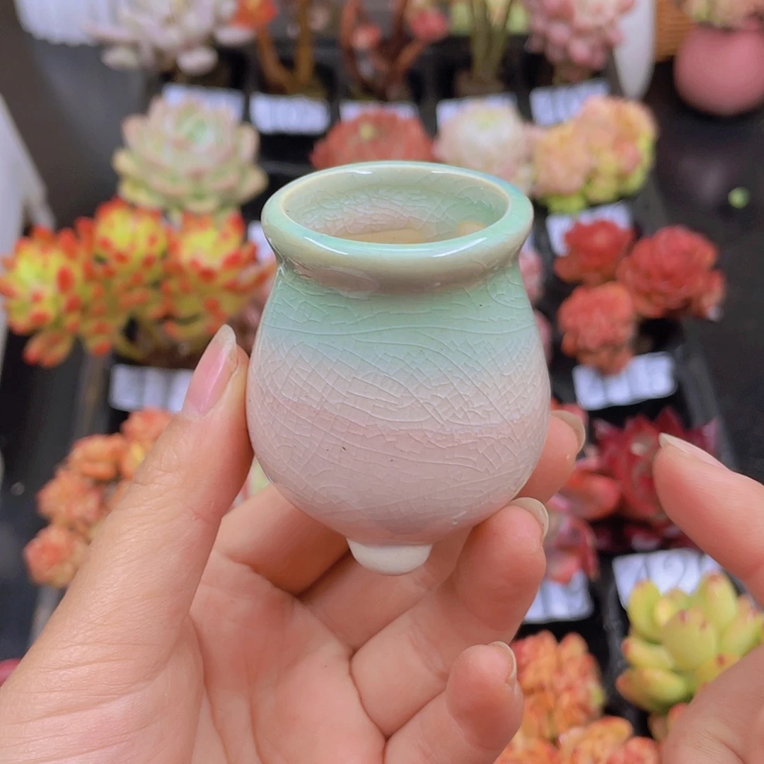 多肉无土栽培多肉植物