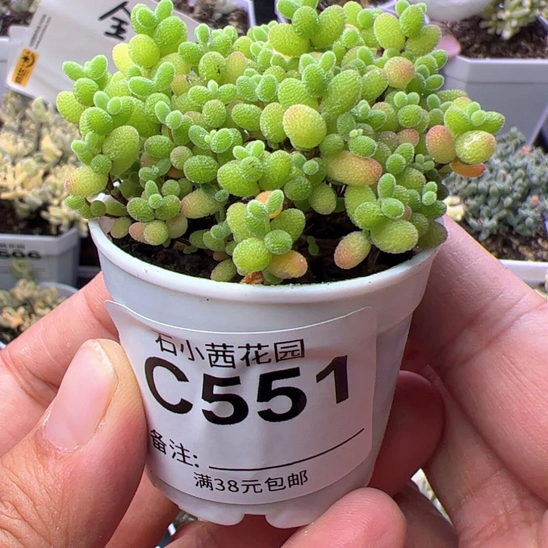 折后-多肉植物枝干蜜橘