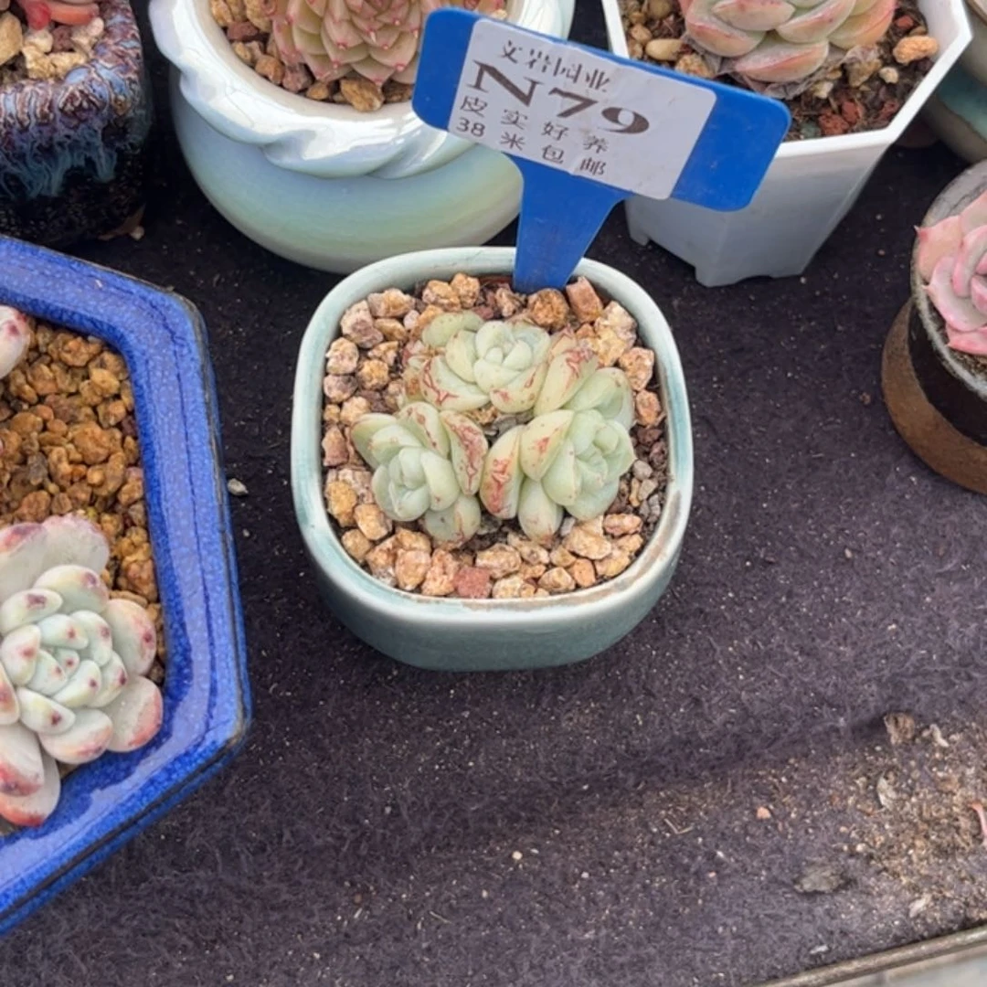 仙*✨多肉植物11111
