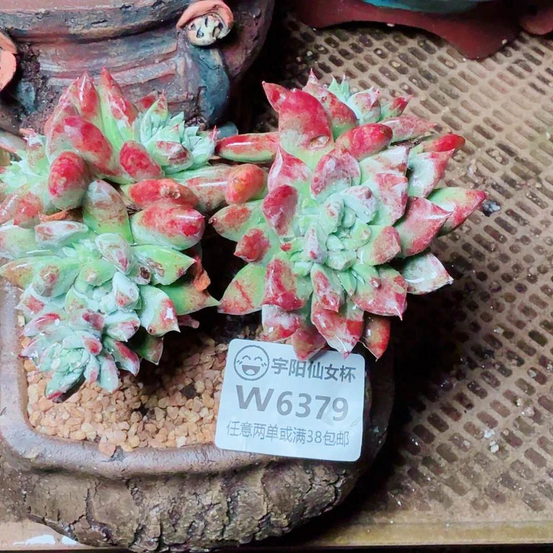 6379坎代苹果叶多肉