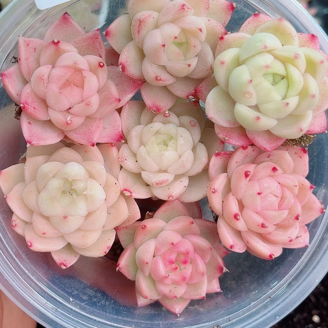 1-197新疆西藏内蒙不发12.8包邮2-3公分多肉