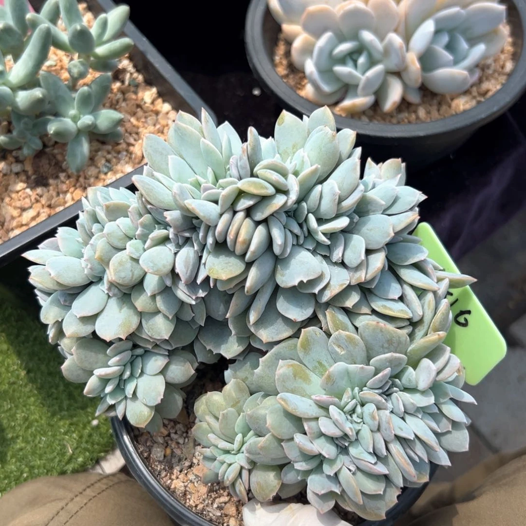 无花朵白茶缀化111111111