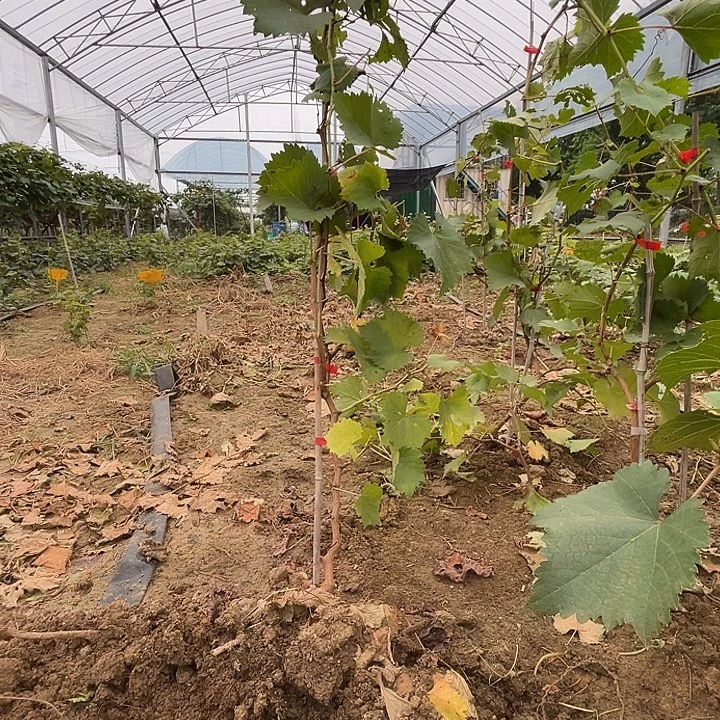 高1.2米的夏黑早熟