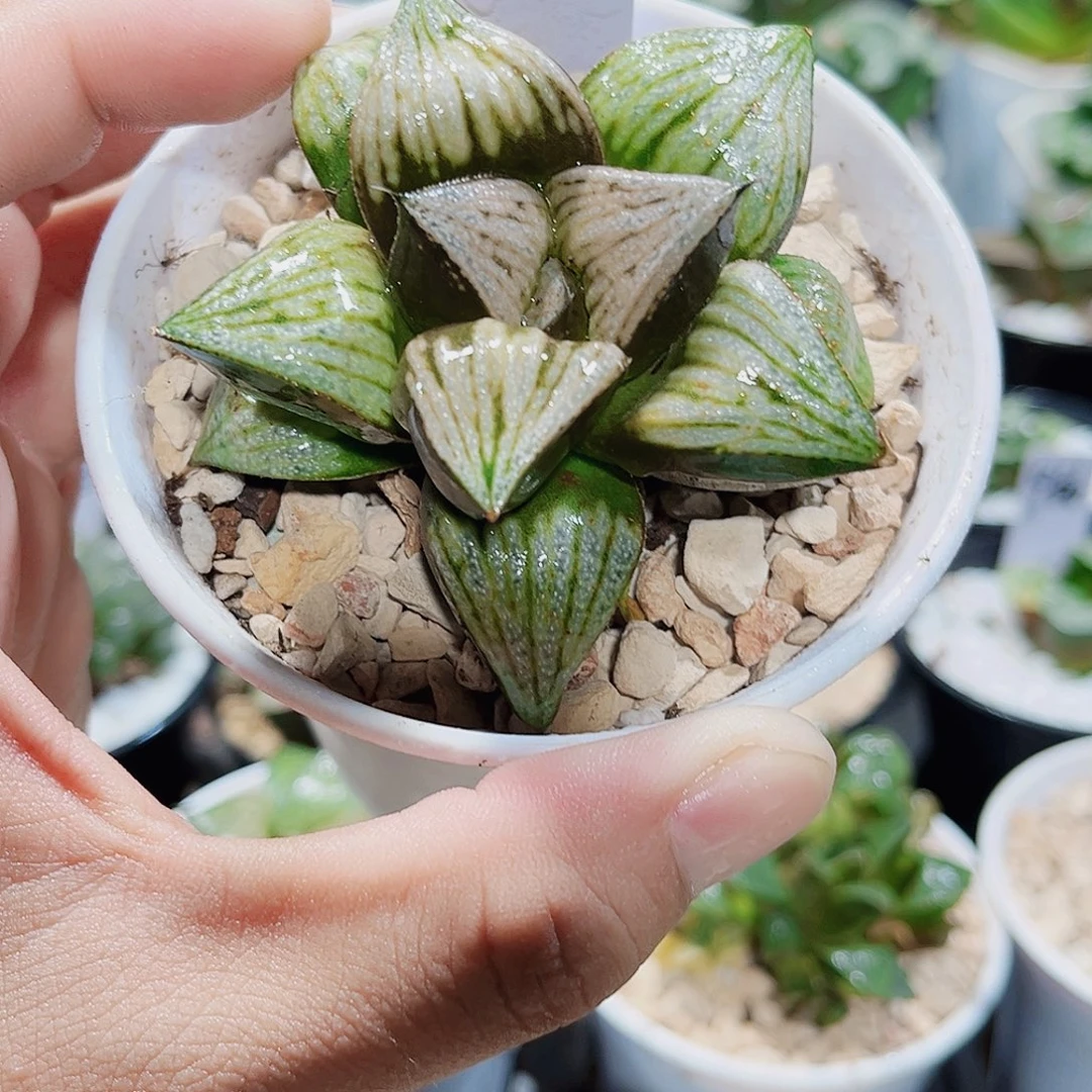 特价处理青蟹娜塔莉