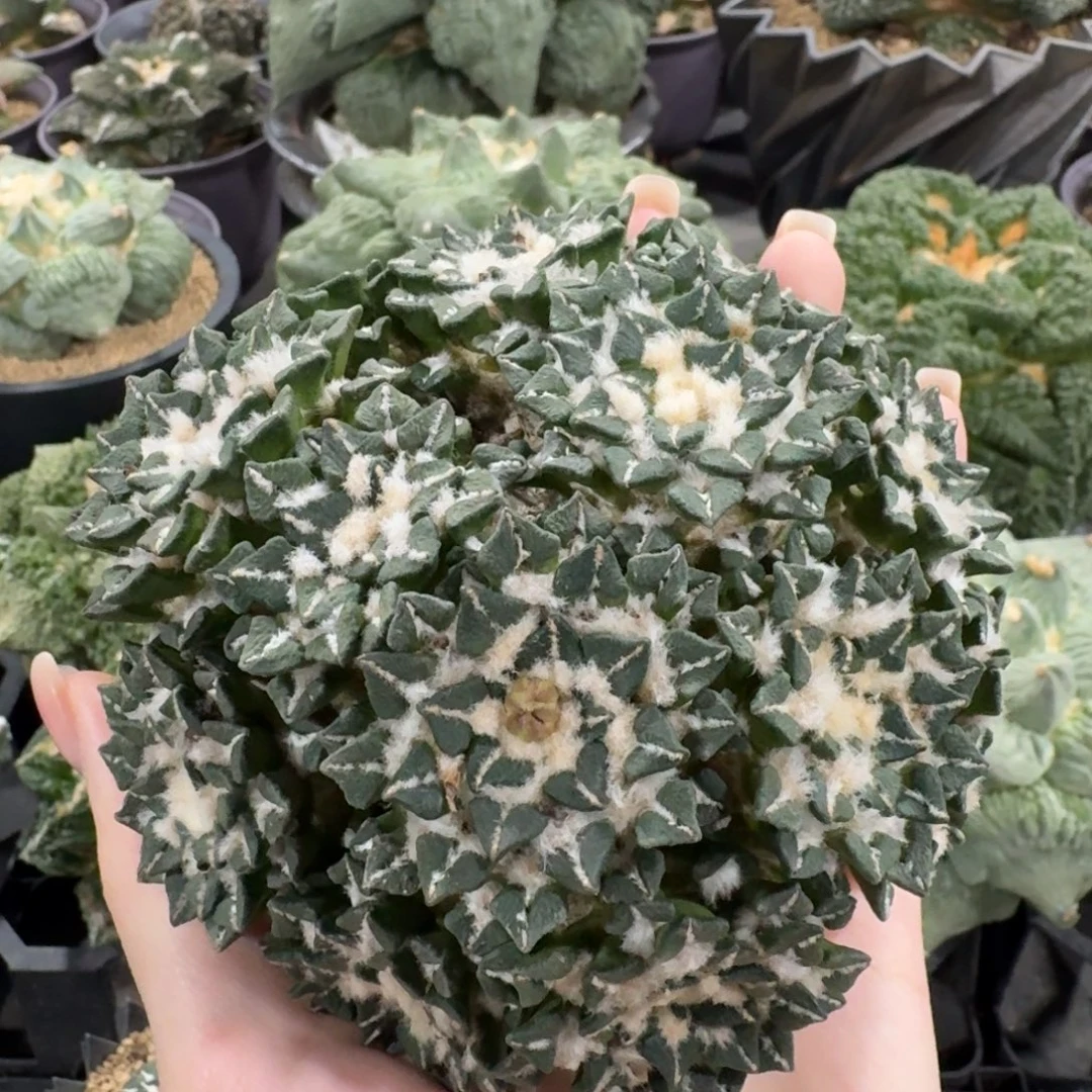 10.7cm黑牡丹群无根