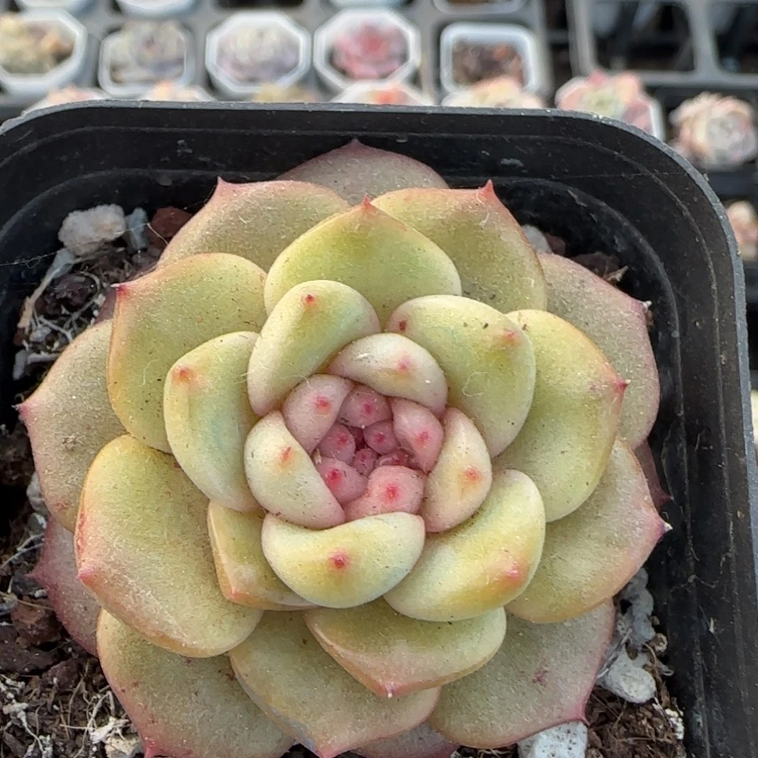 多肉小卡拉米糖心一物一拍