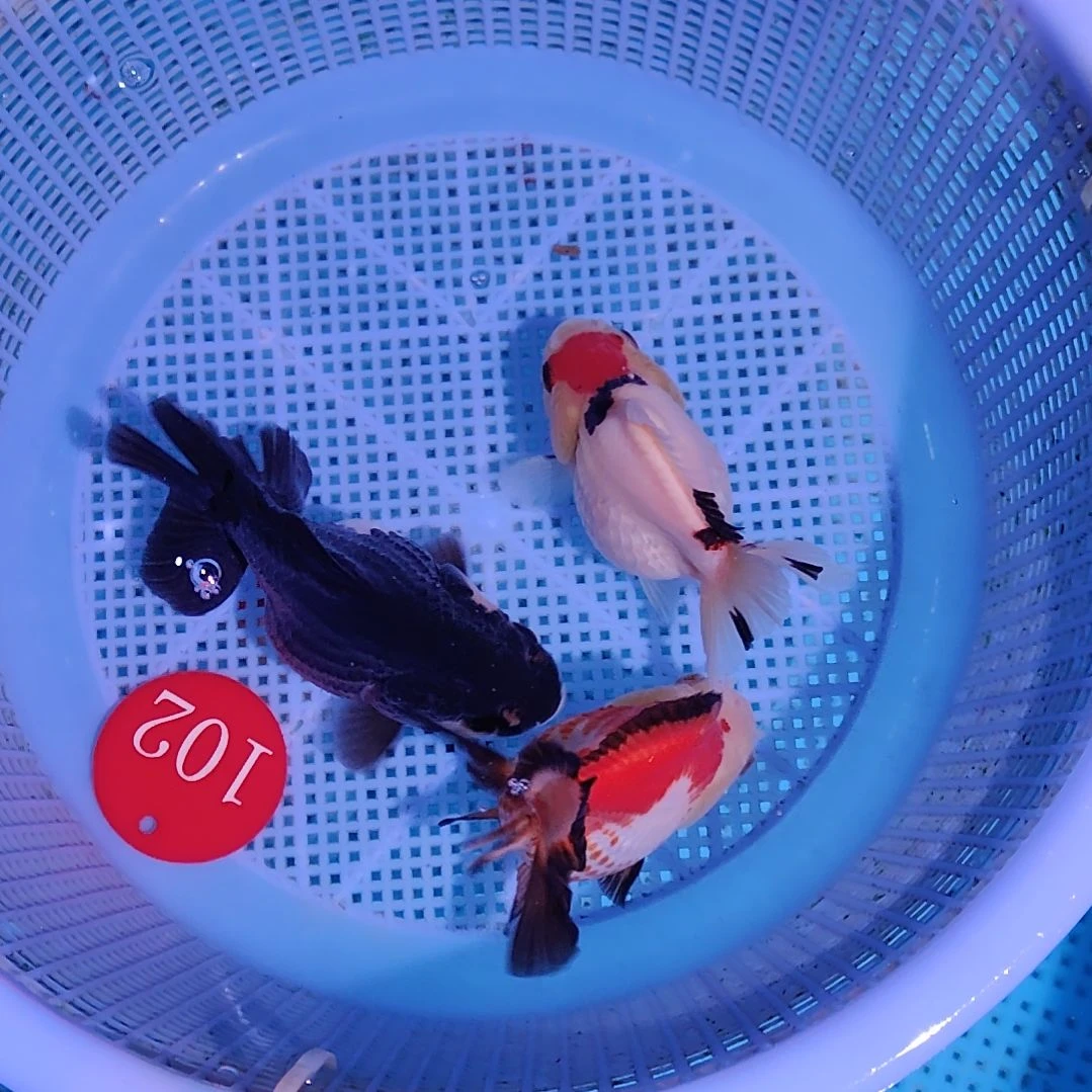 昆***芃金鱼102小玛丽三条特价京东包邮