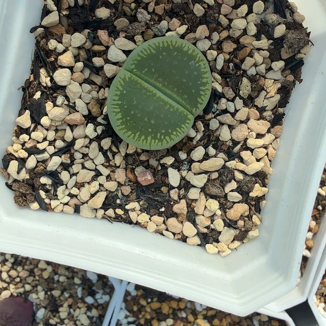 哈哈笑了好的哈这423是