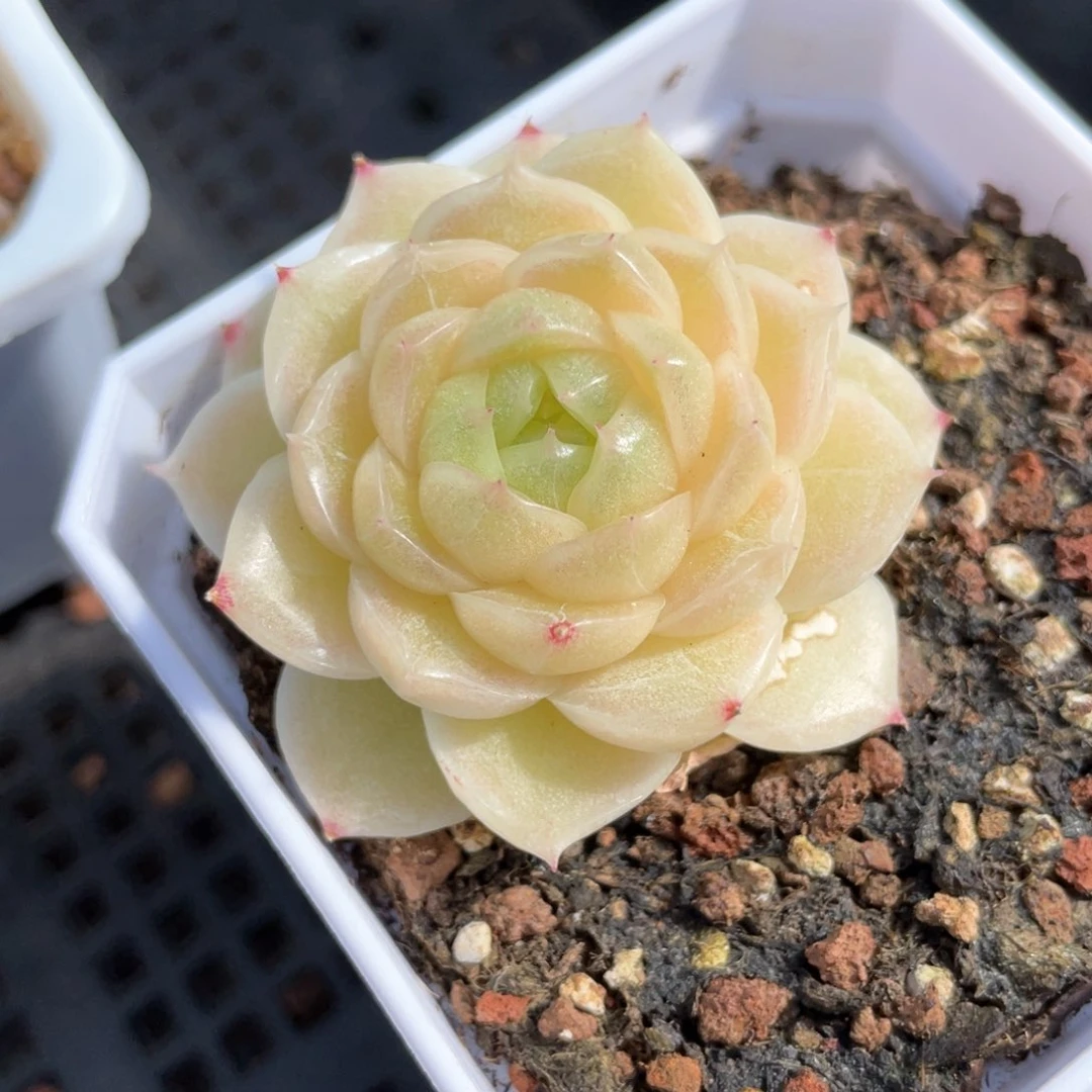 优选糯米麦杆714