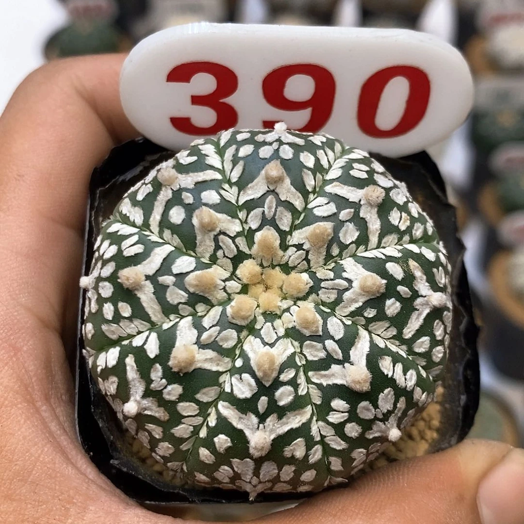 390福利特价咯福利了啦哦
