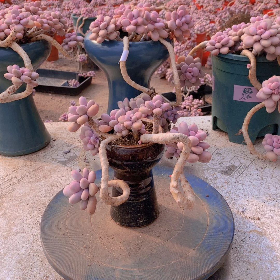 21一物一拍桃蛋老桩不带盆