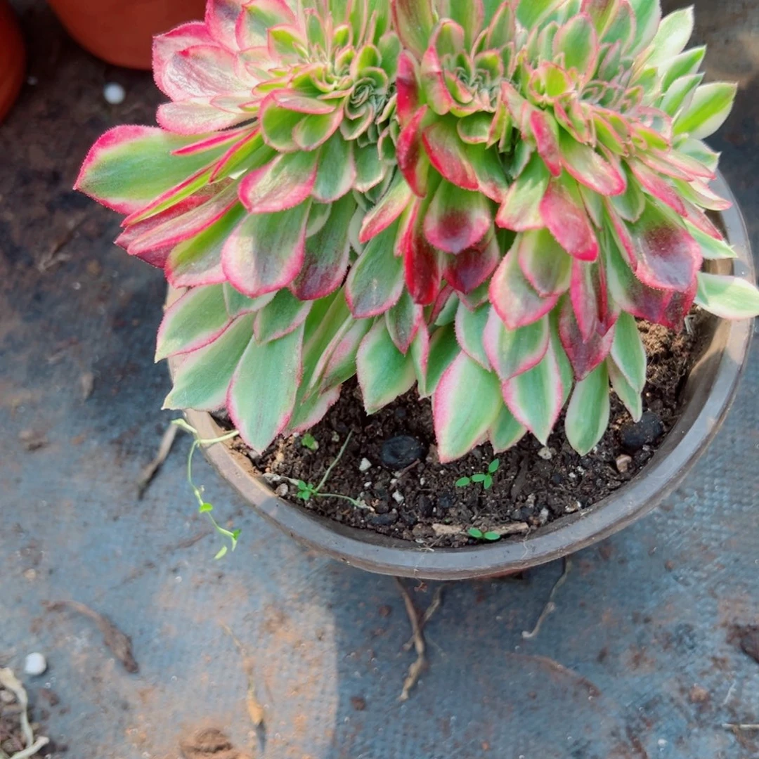 我3769 号多肉法师新年福利荔枝