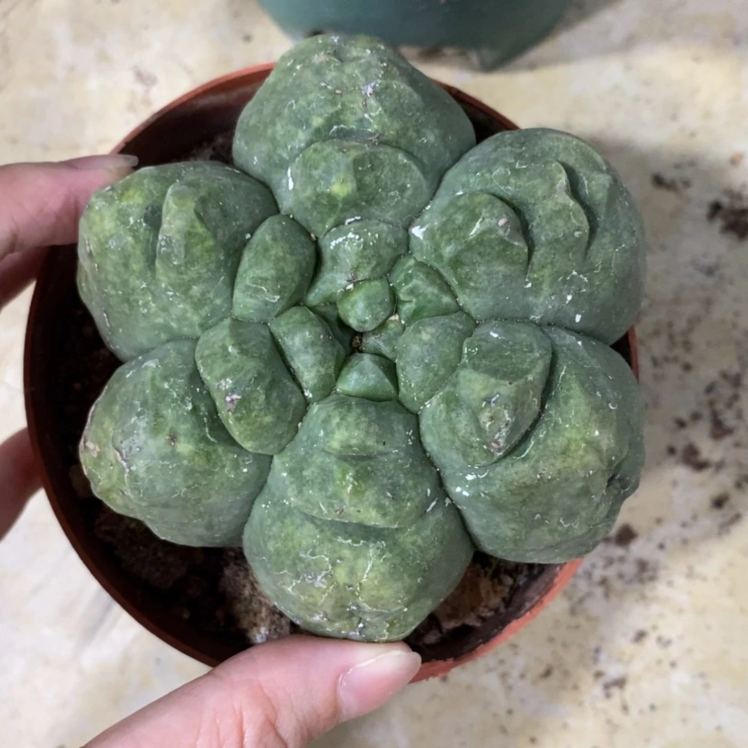 新品六角龟甲鸾凤玉一物一拍2