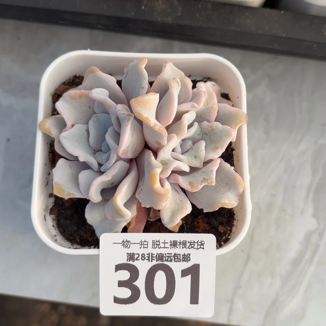 芭蕾舞者无盆土发货