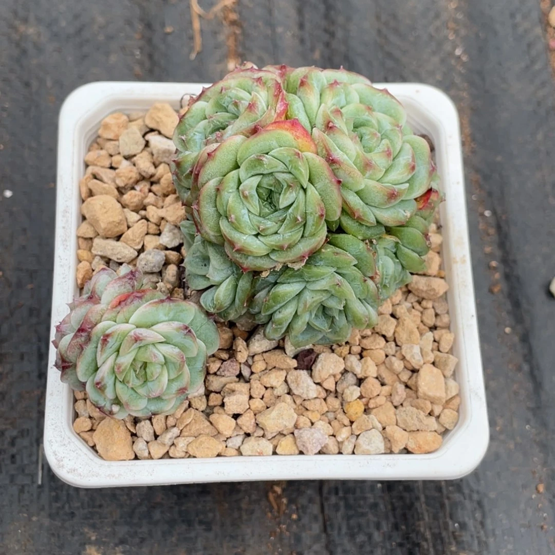 H***、粉色钻石群生宝贝专拍