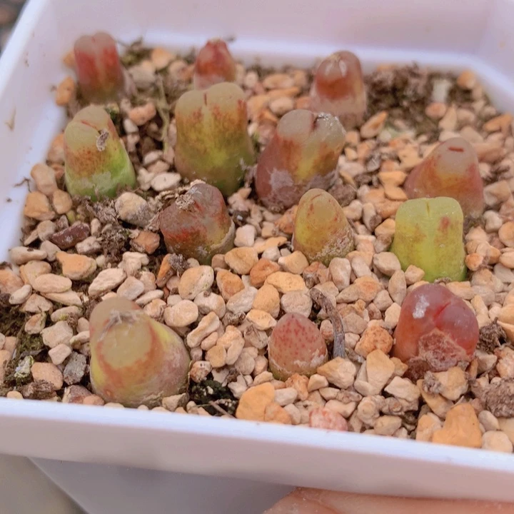 14568656869699665965466866