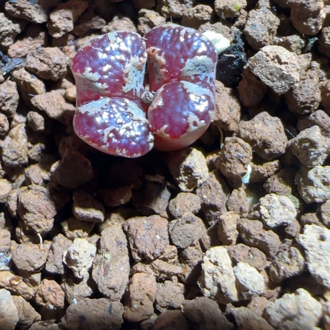 肉锥多肉植物组合-蝴蝶48