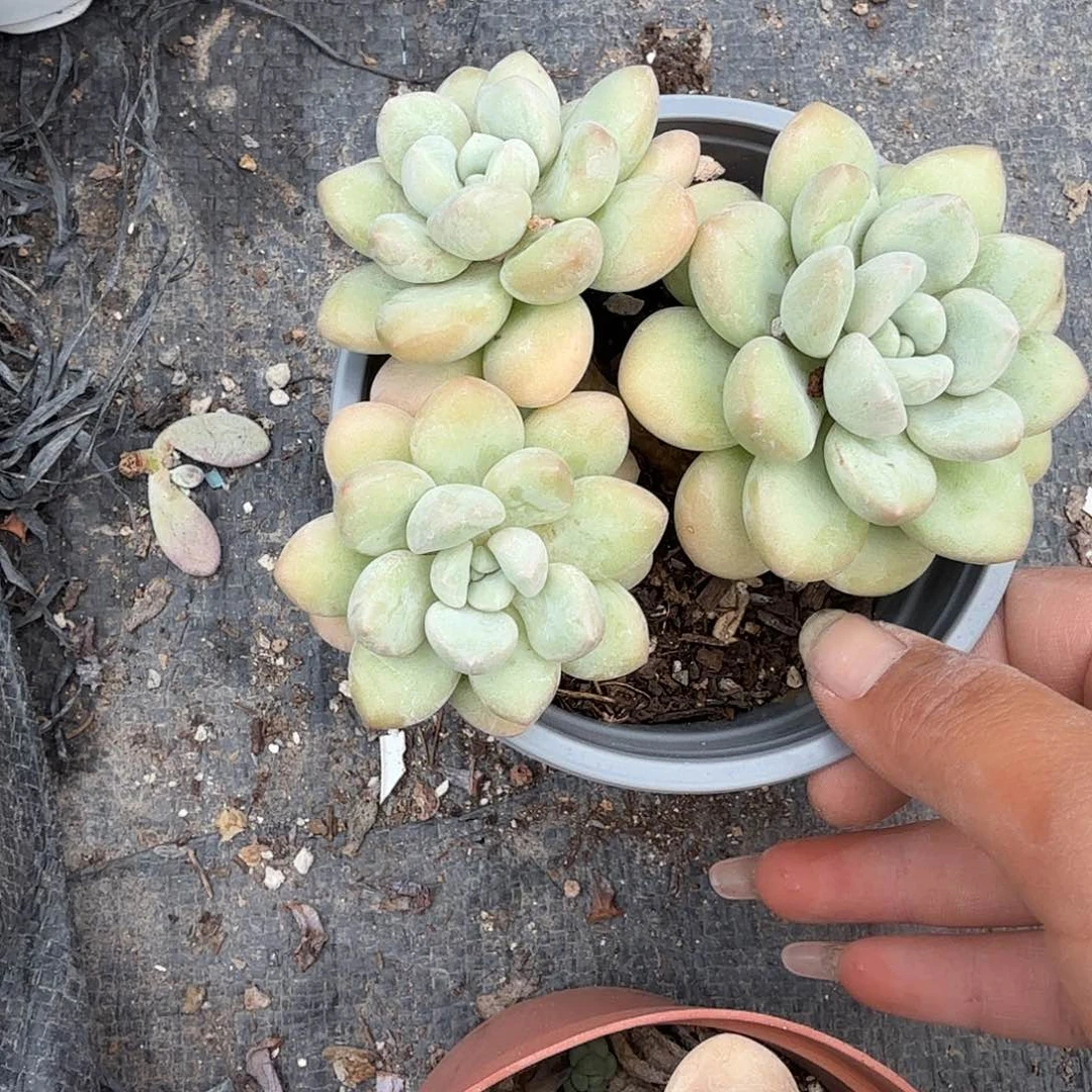三头泡泡糖特价DVD肉植物