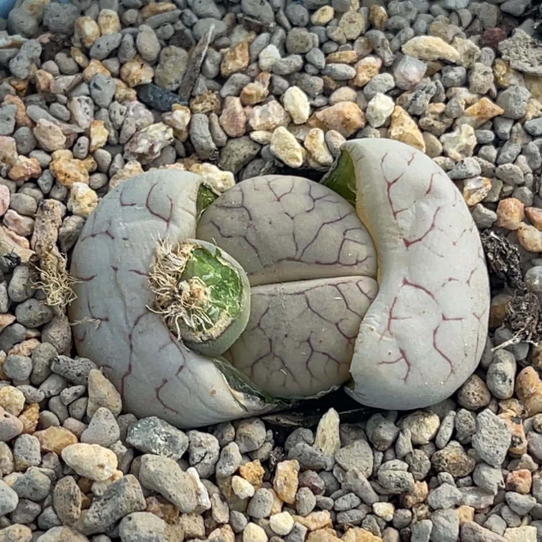 6556闪电纹c373一颗