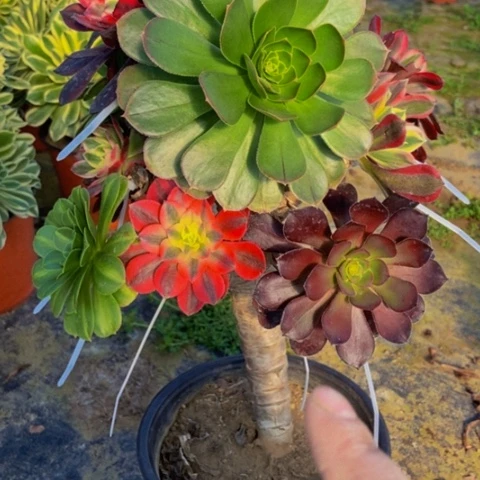 嫁接款多肉植物一物一拍344多肉