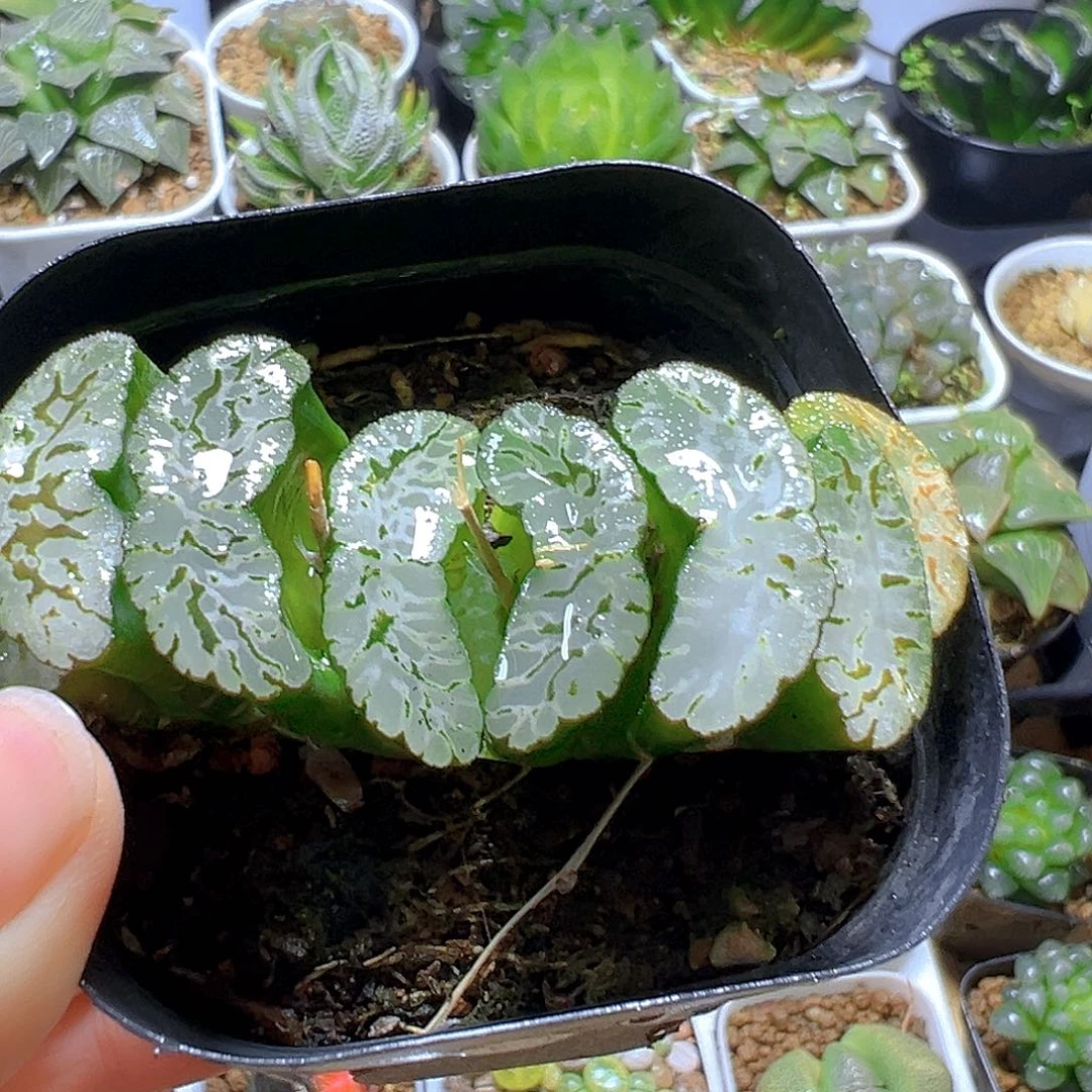 玄武玉扇多肉多肉多肉一颗