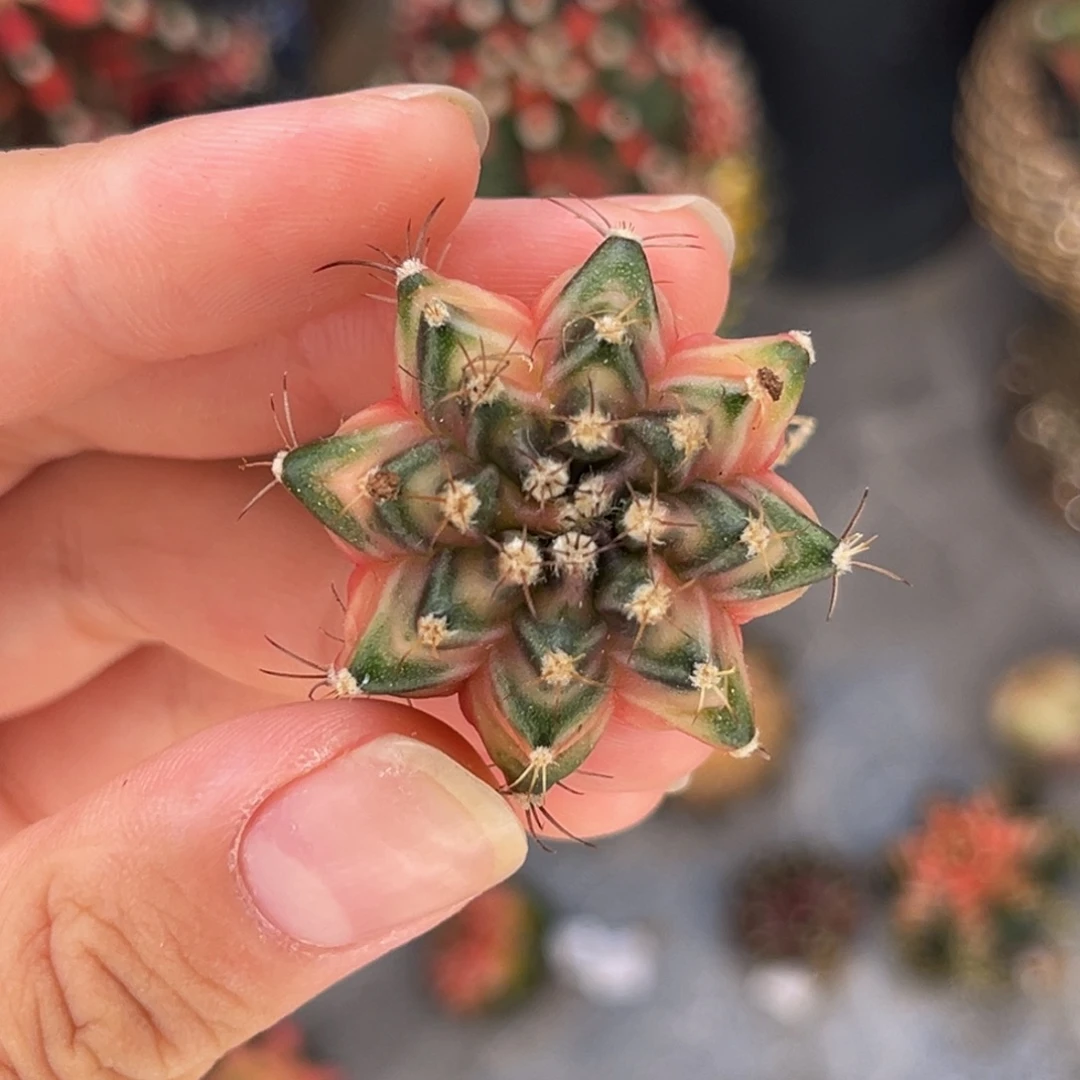 爱丽丝侧芽 米哈仙人球