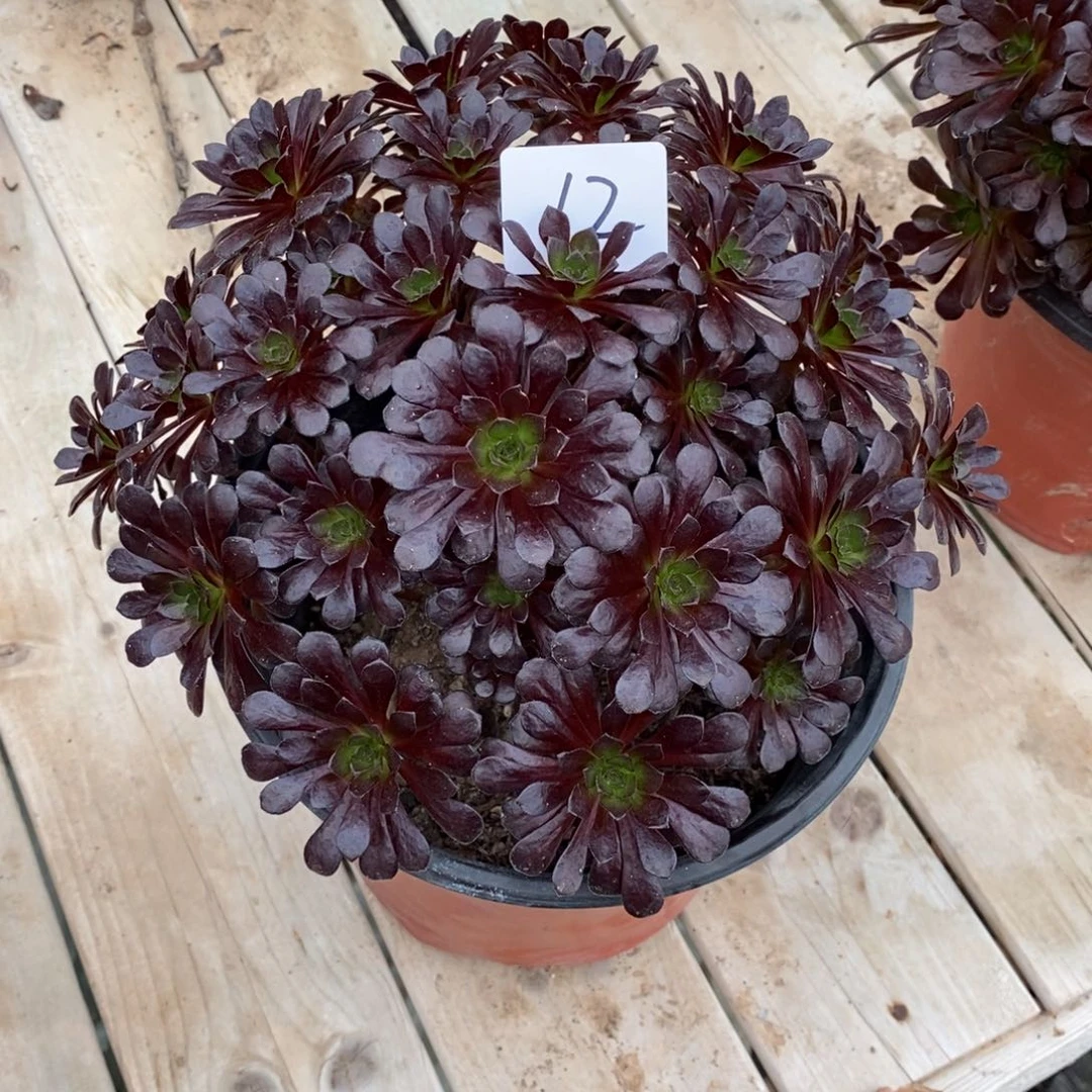 全部花朵一****界多肉植物组合拼盘12