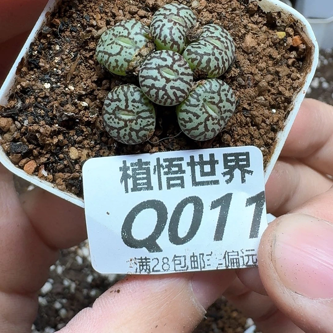 多肉植物的润泽地方