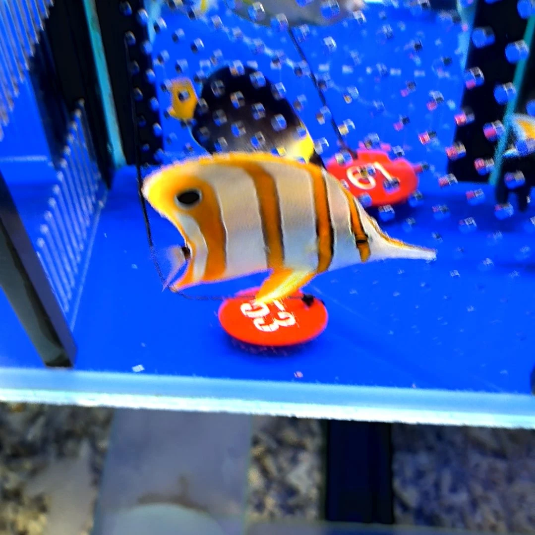 海水鱼三间火箭7+/1-8-53